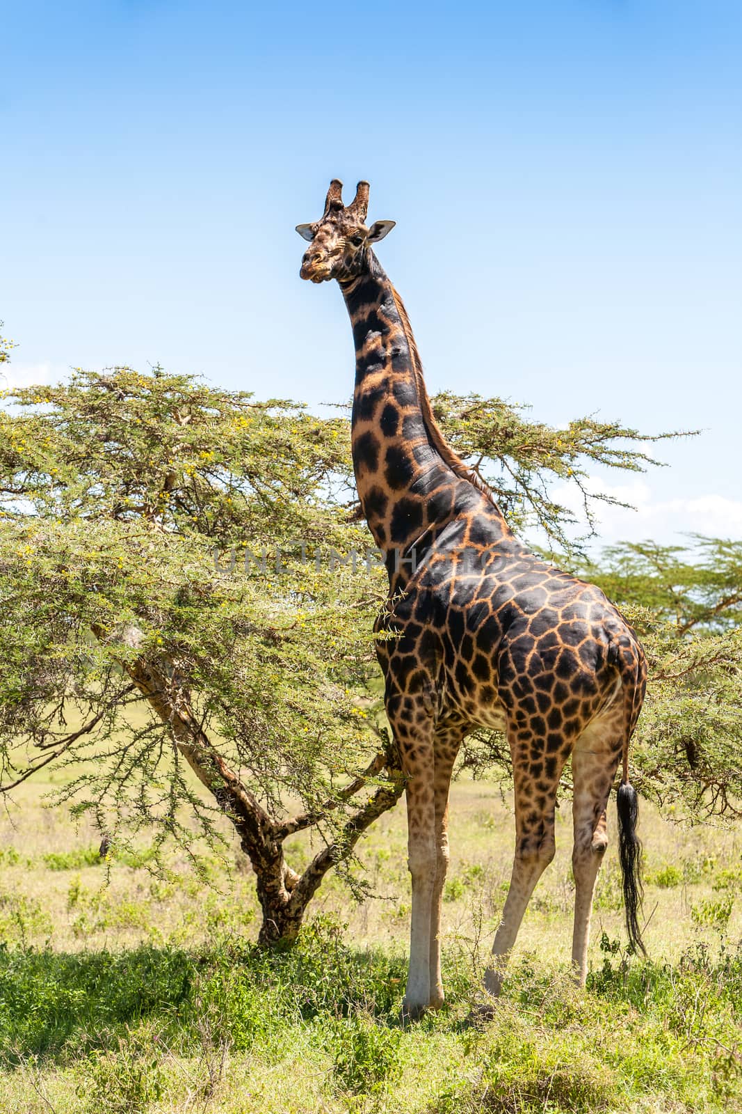 giraffe on a background of grass. Kenya, Africa