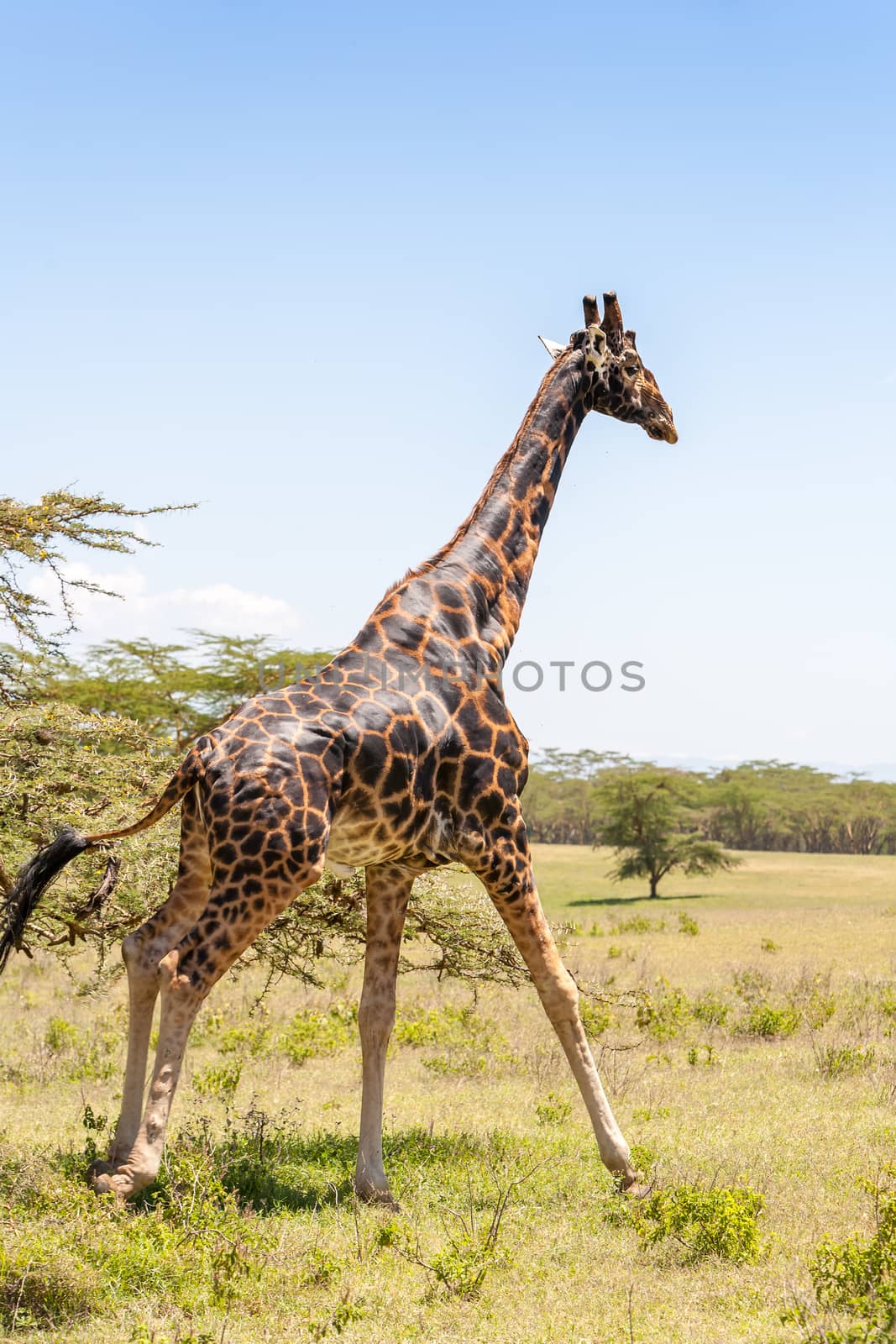 giraffe on a background of grass. Kenya, Africa