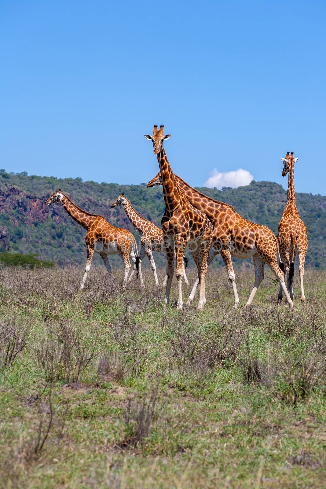 Giraffes herd in savannah by master1305