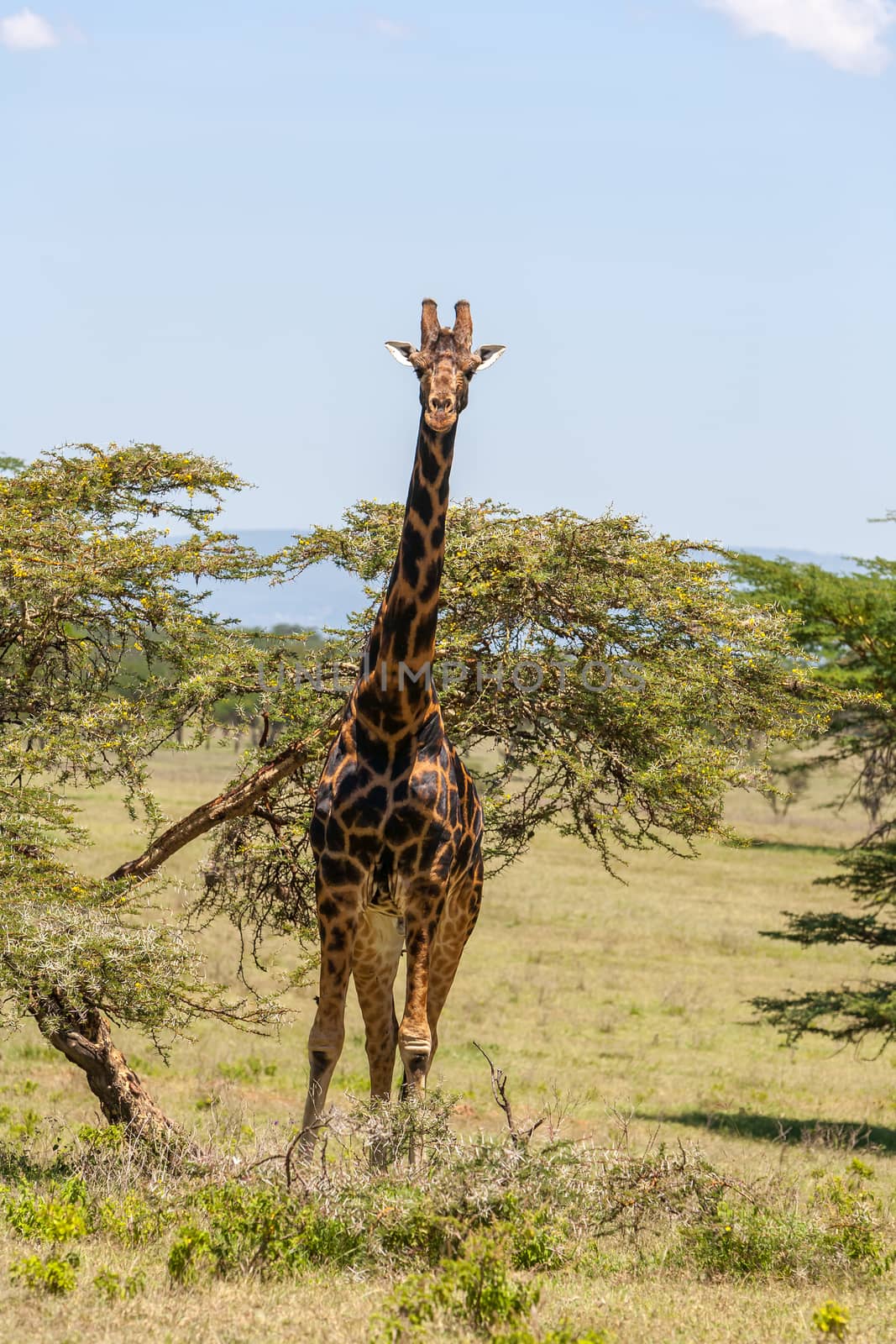 giraffe on a background of grass. Kenya, Africa