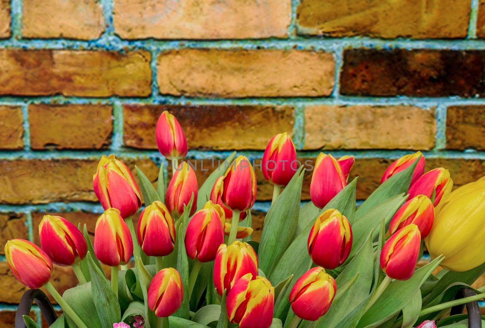 Colorful red and yellow tulip with the brown brick wall