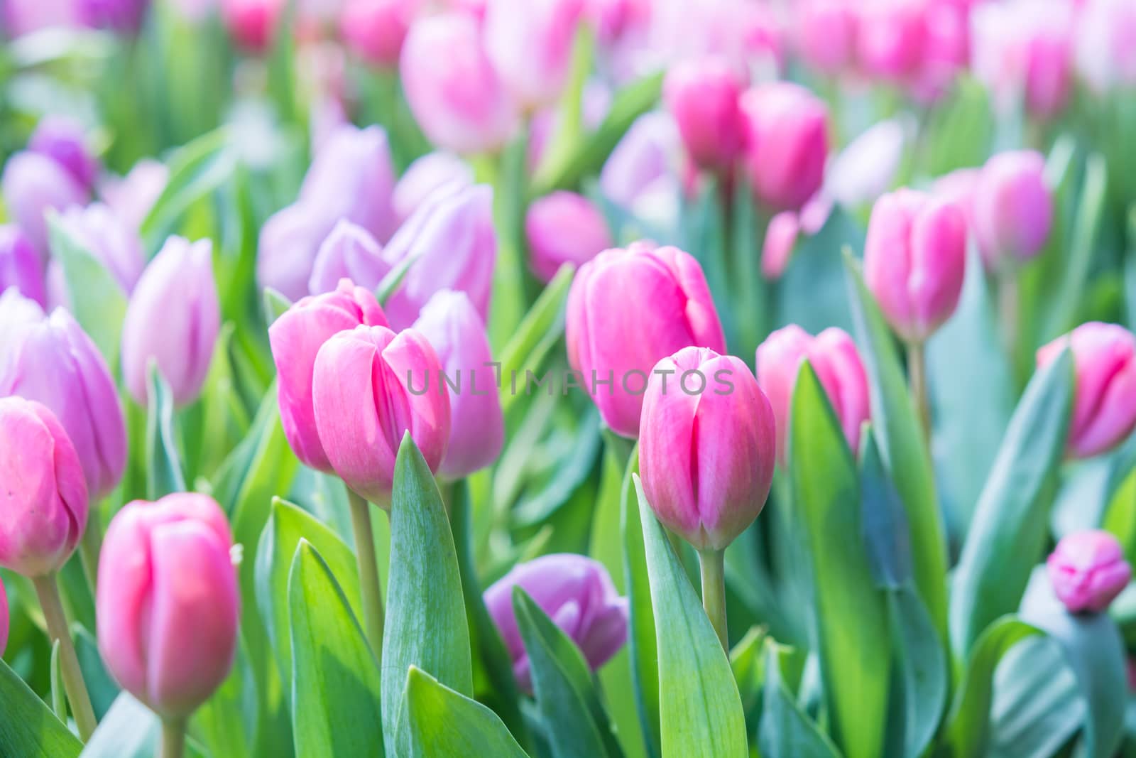 Colorful pink tulip photographed with a selective focus and a shallow depth of field