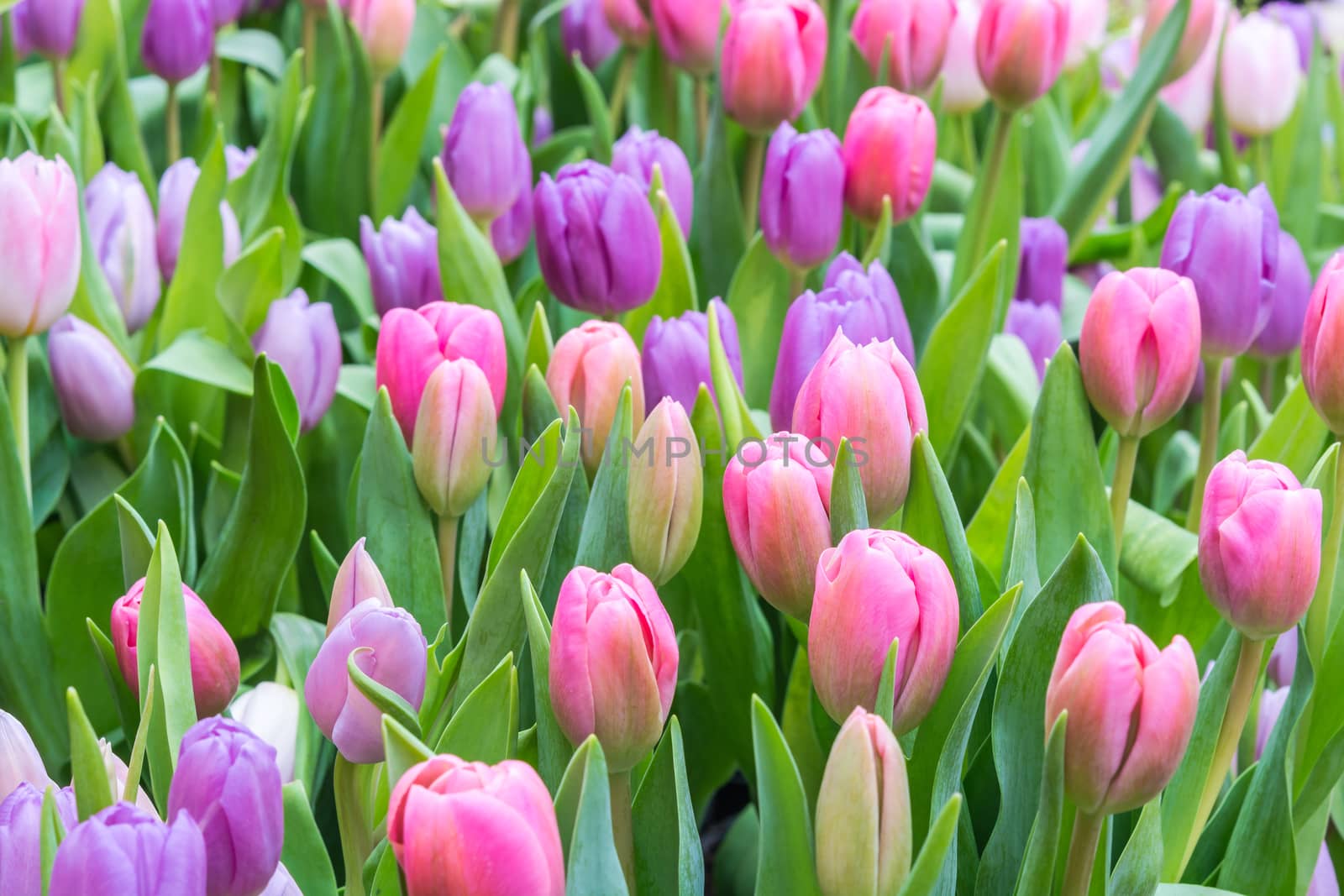 Colorful pink tulip blooming in summer field plantation