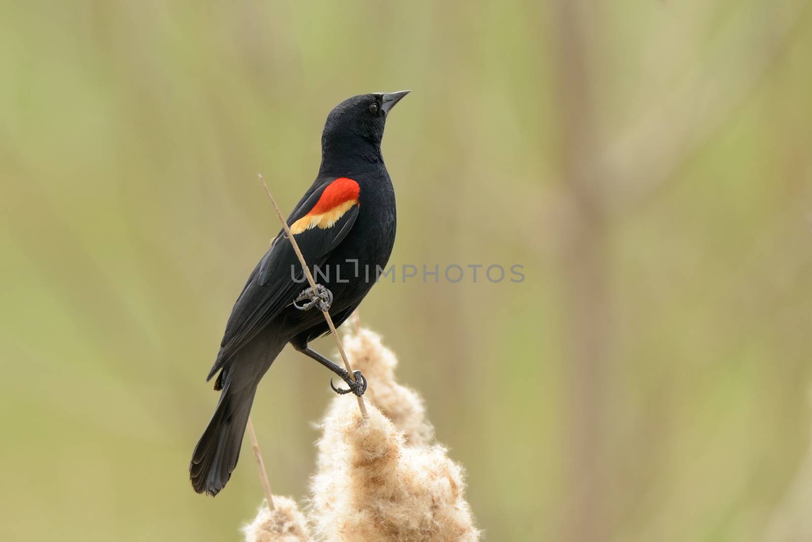  Male Red-winged blackbird perched on some reeds.