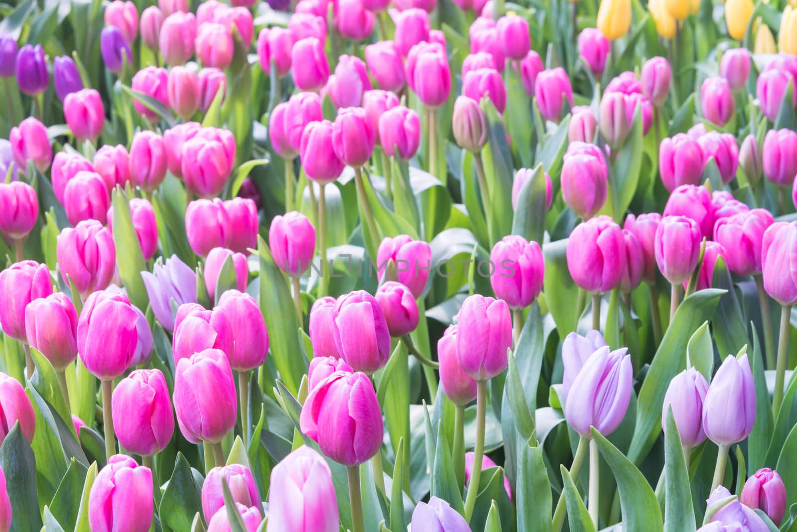 Colorful pink tulip blooming in summer field plantation