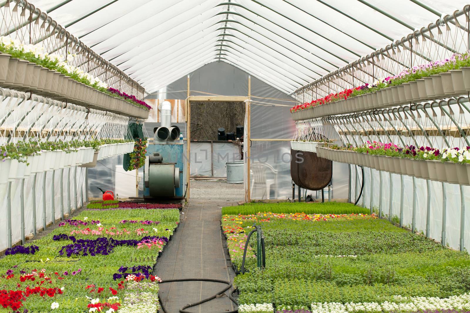 Greenhouse nursery with a variety of colorful flowers plants and hanging baskets.