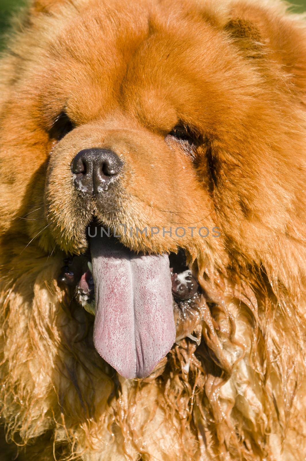 Chow Chow  dog portrait with tongue out