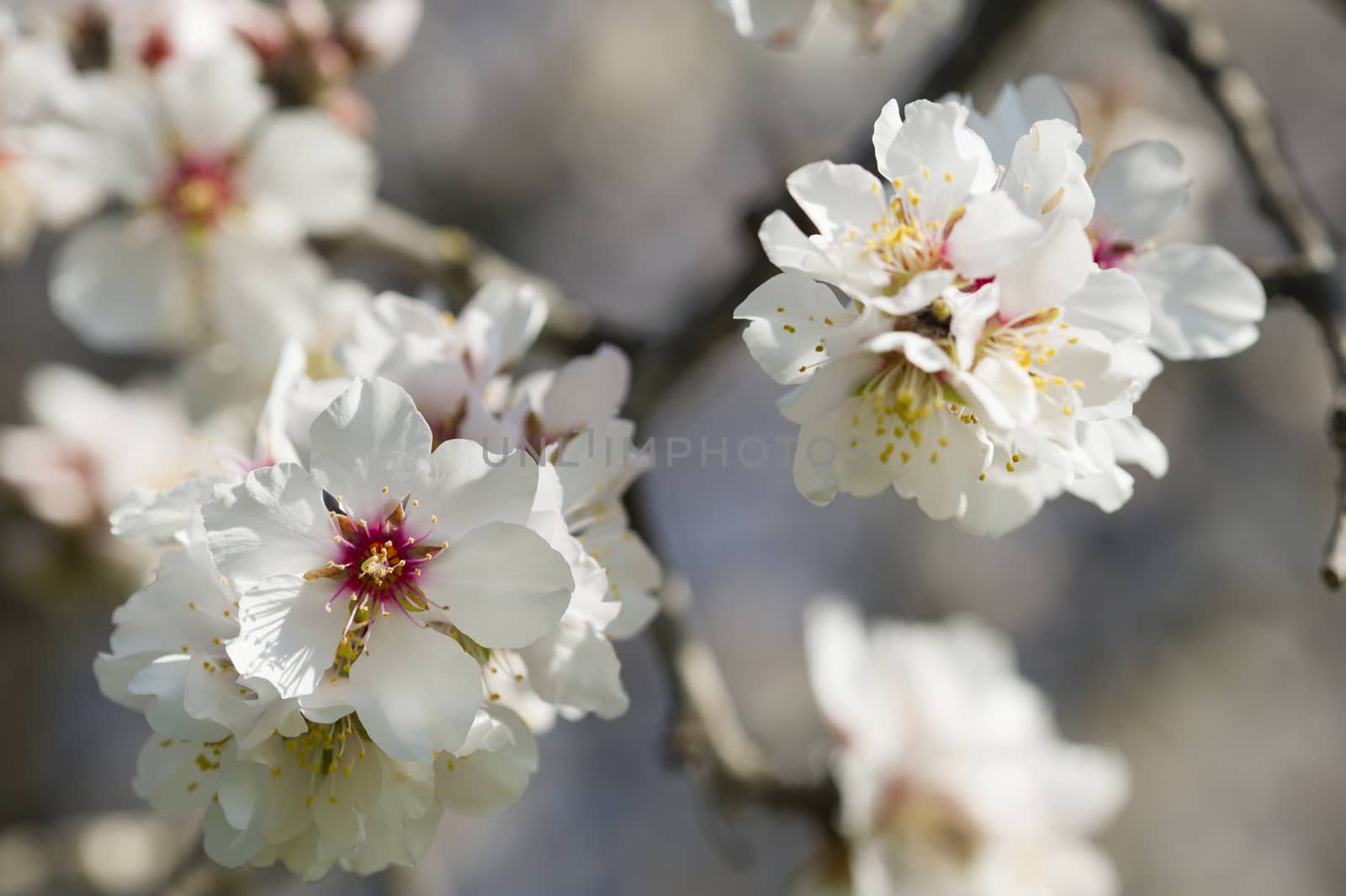Almond tree flowers in full Spring bloom