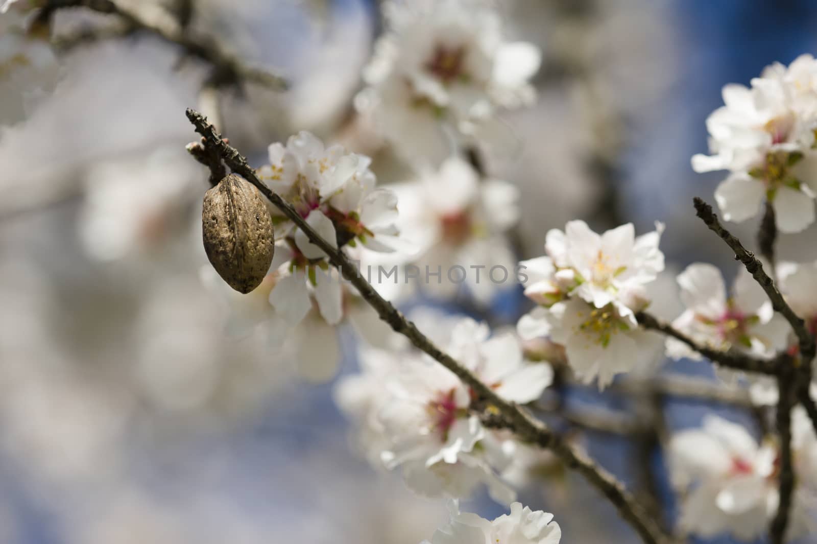 Almond tree flowers in full Spring bloom