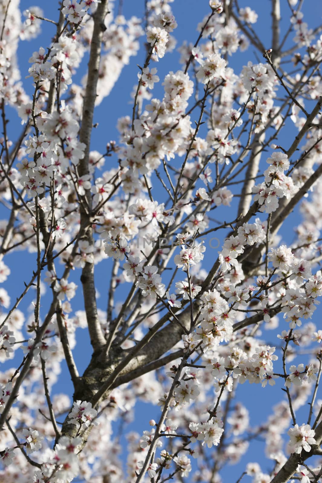Almond tree flowers in full Spring bloom