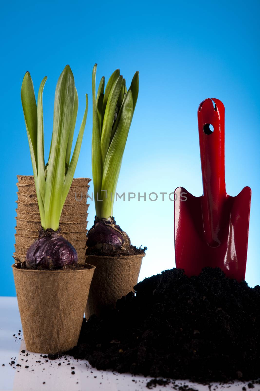 Gardening concept, work tools, plants by JanPietruszka