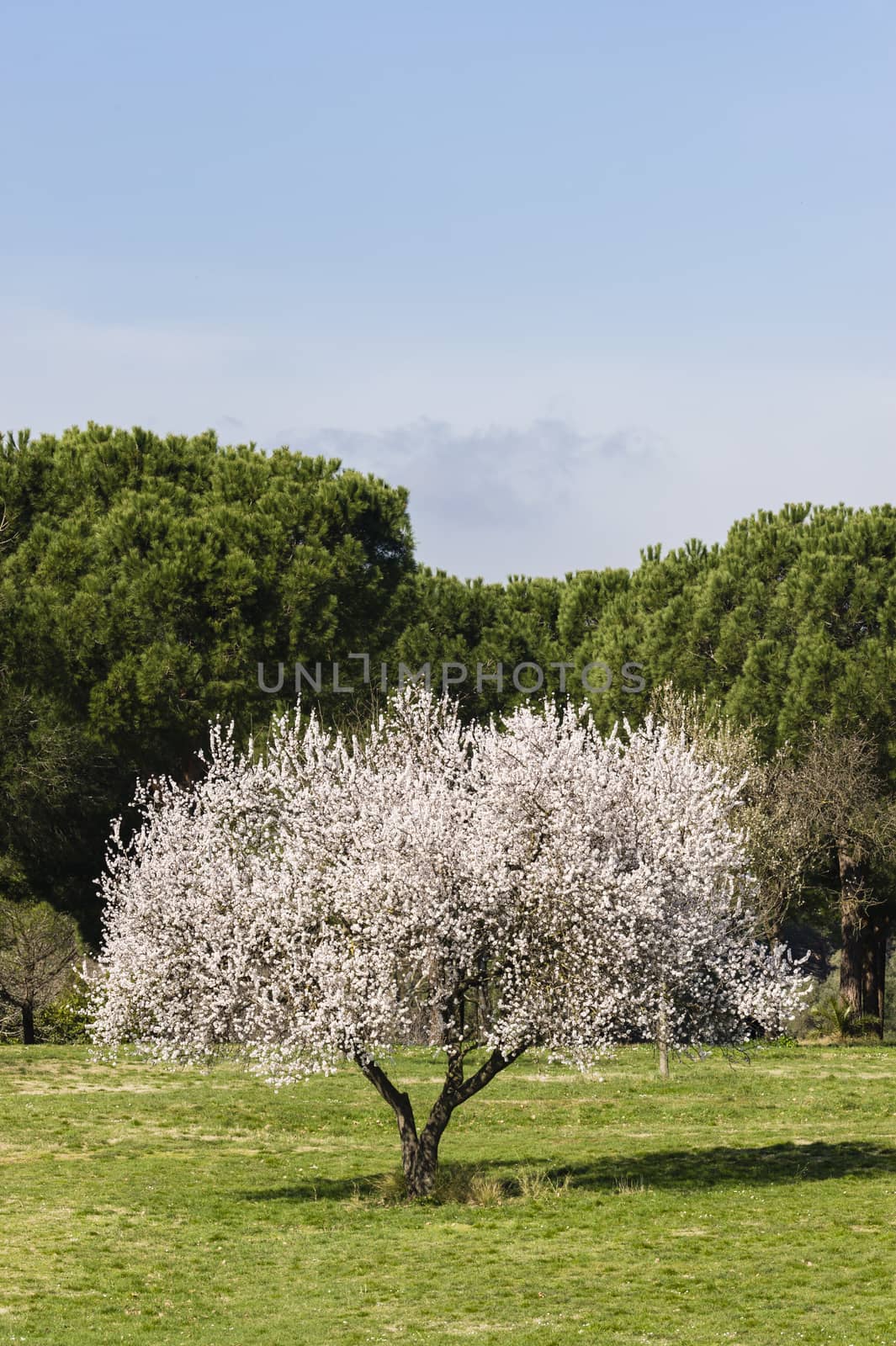 Isolated almond tree in full bloom under the sun