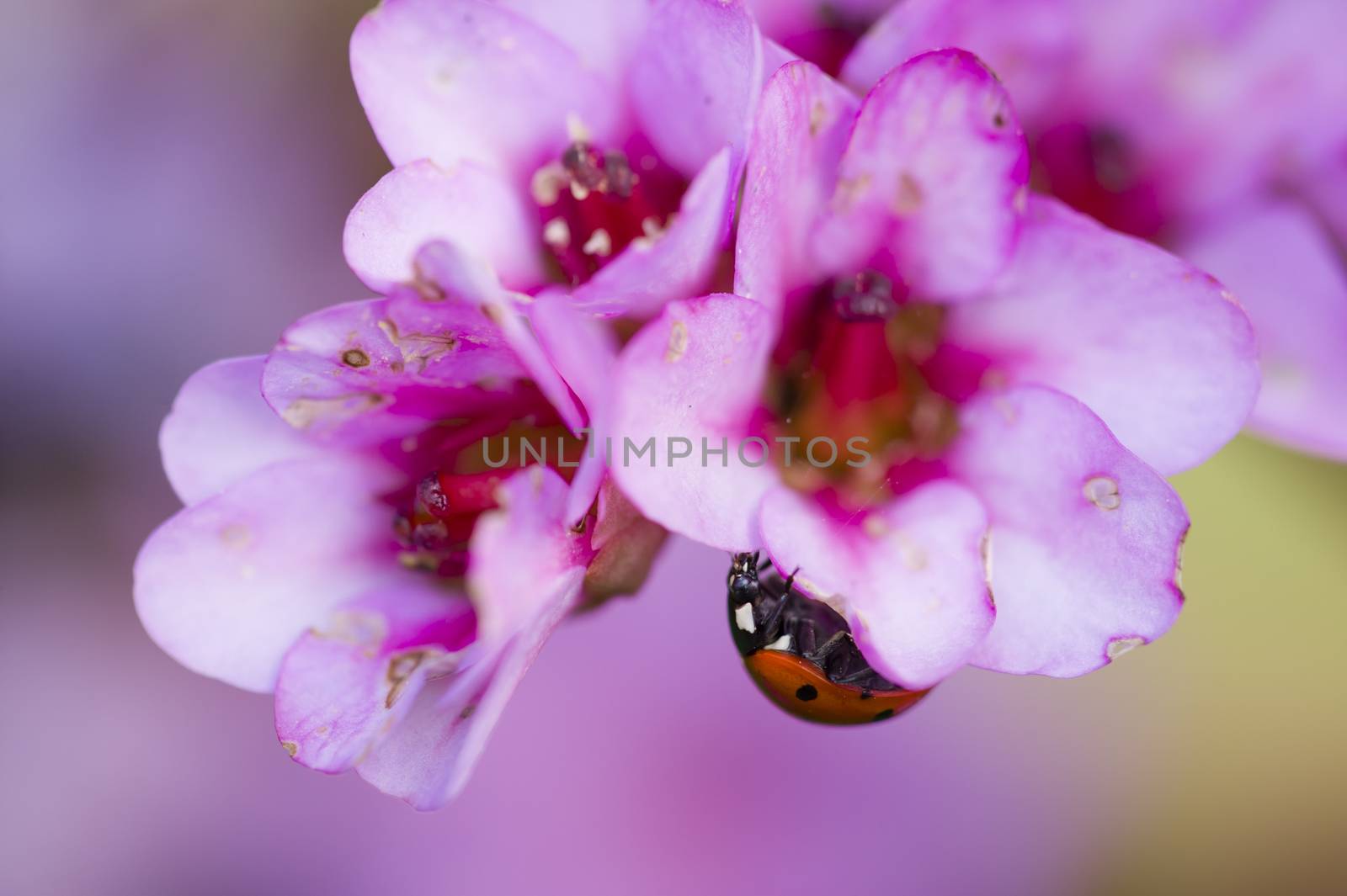 Ladybug, ladybird, inside pink flowers, Adalia septempunctata