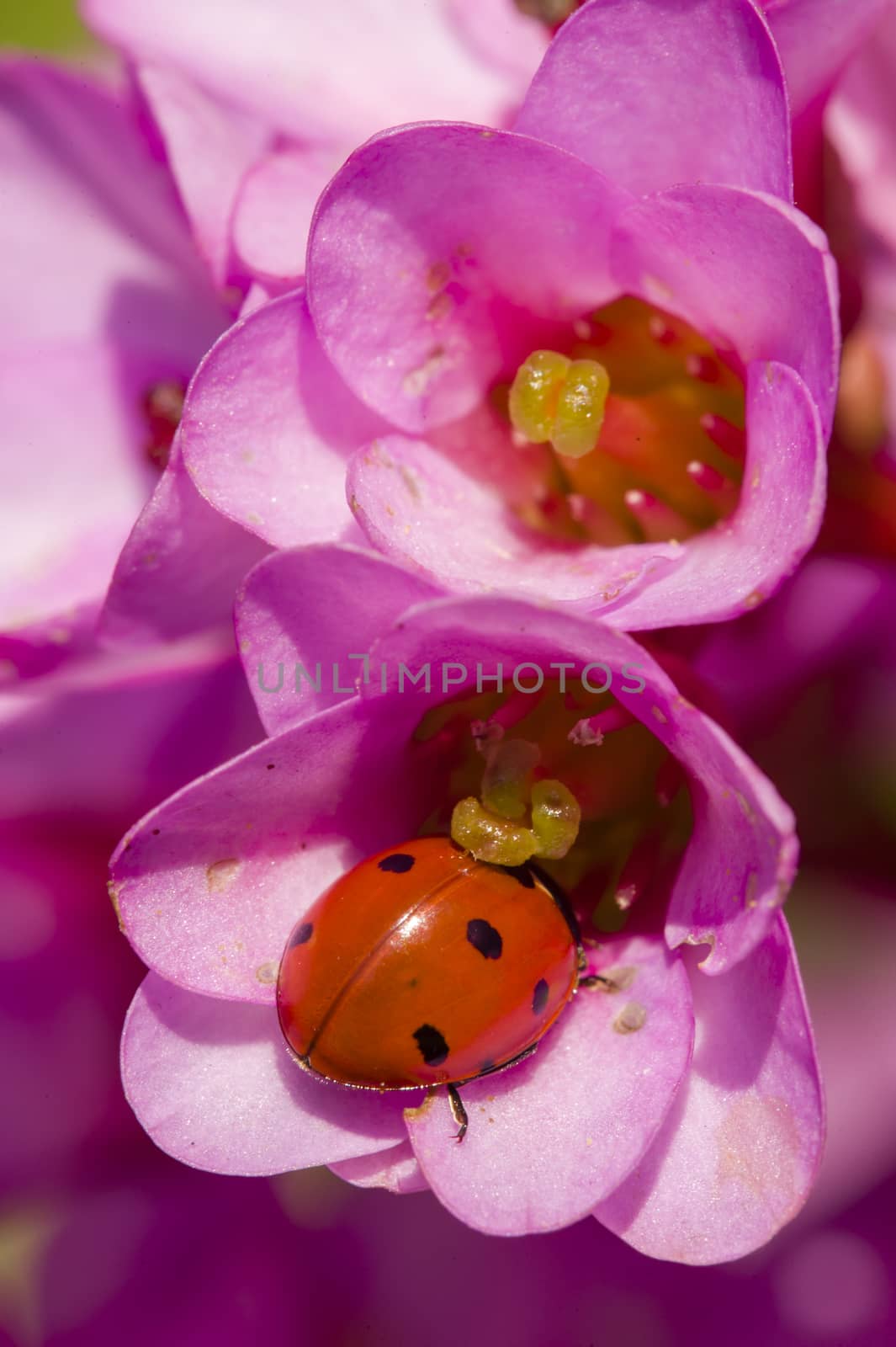Ladybug, ladybird, inside pink flowers, Adalia septempunctata