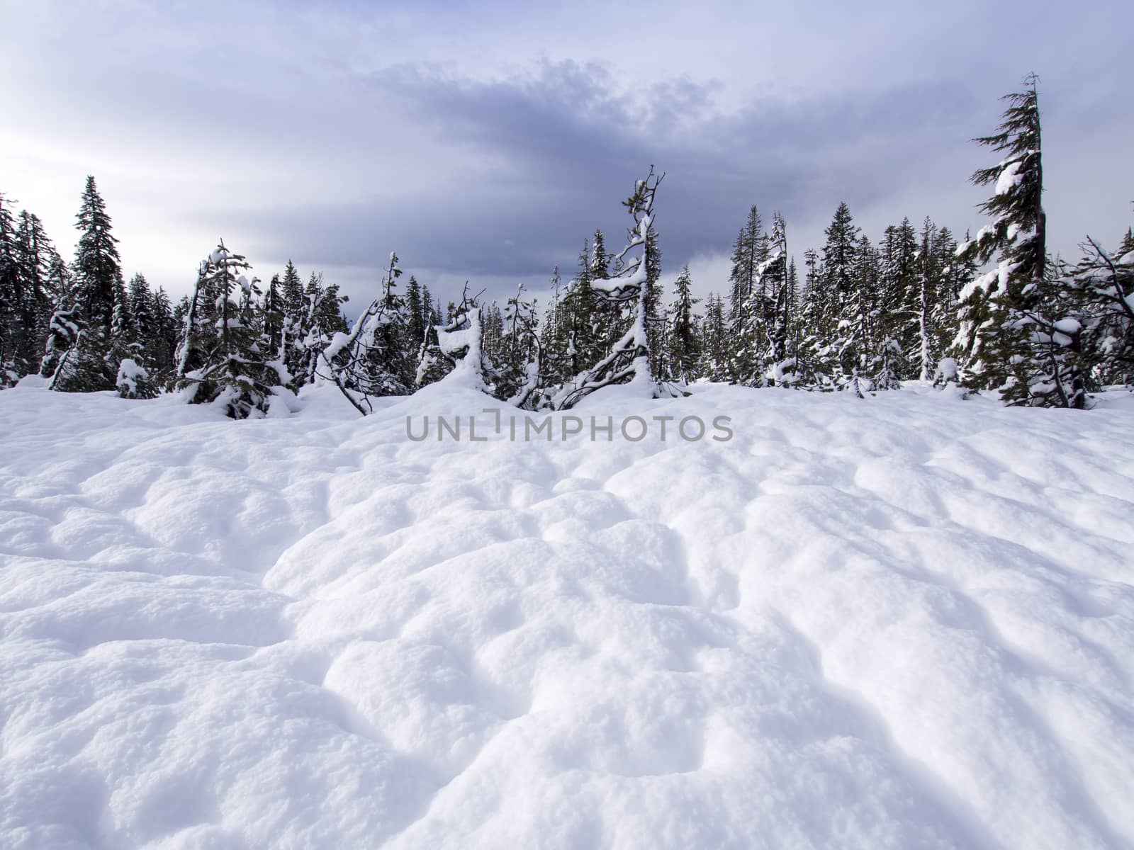 Snow Footprint by leieng