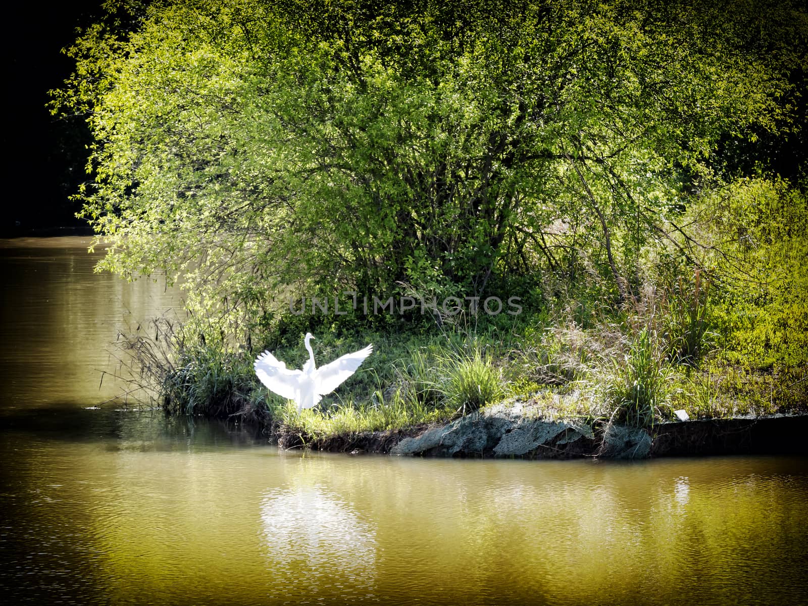 A white heron near a river bank