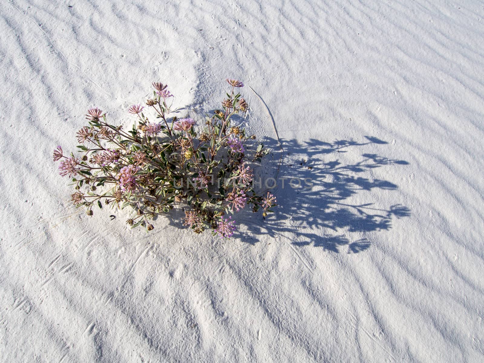 White Sands National Monument, NM