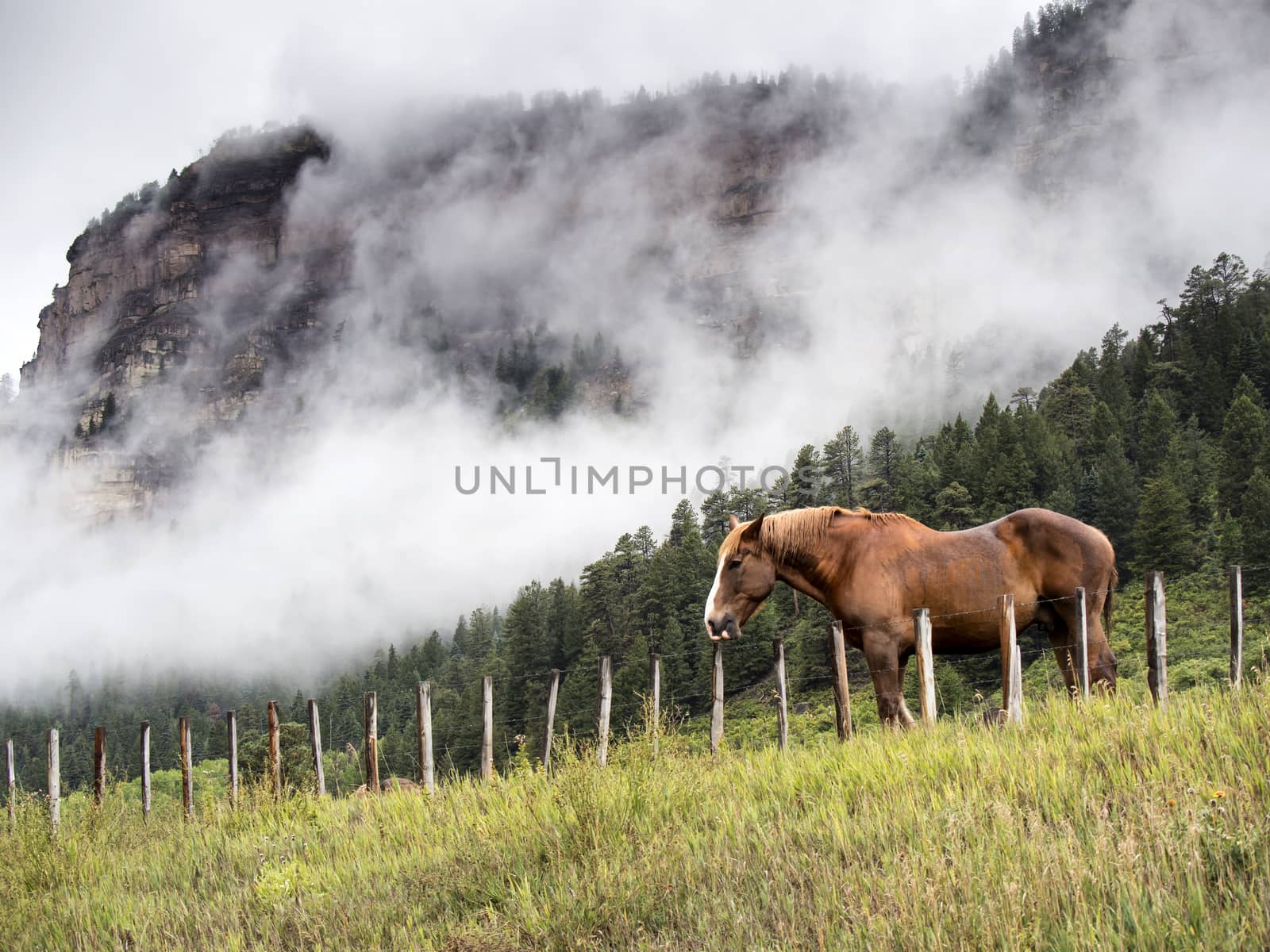 Horse, Mountain and Fog by leieng