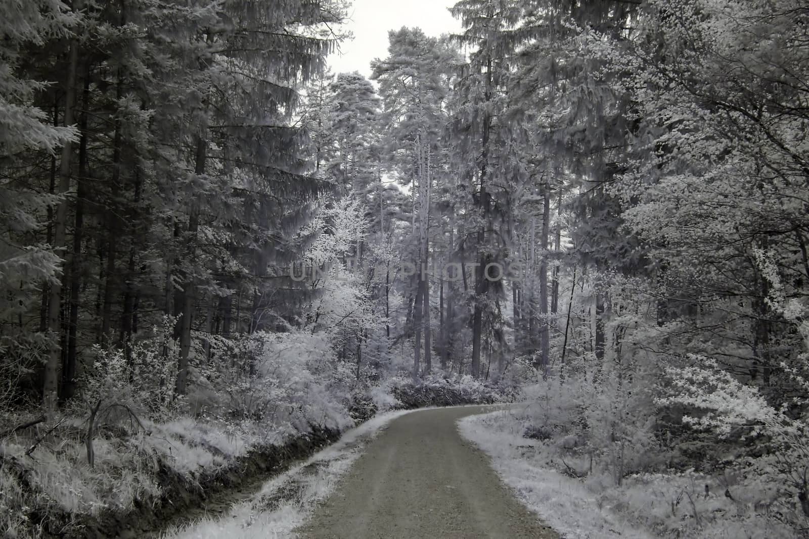 Infrared photography of a way