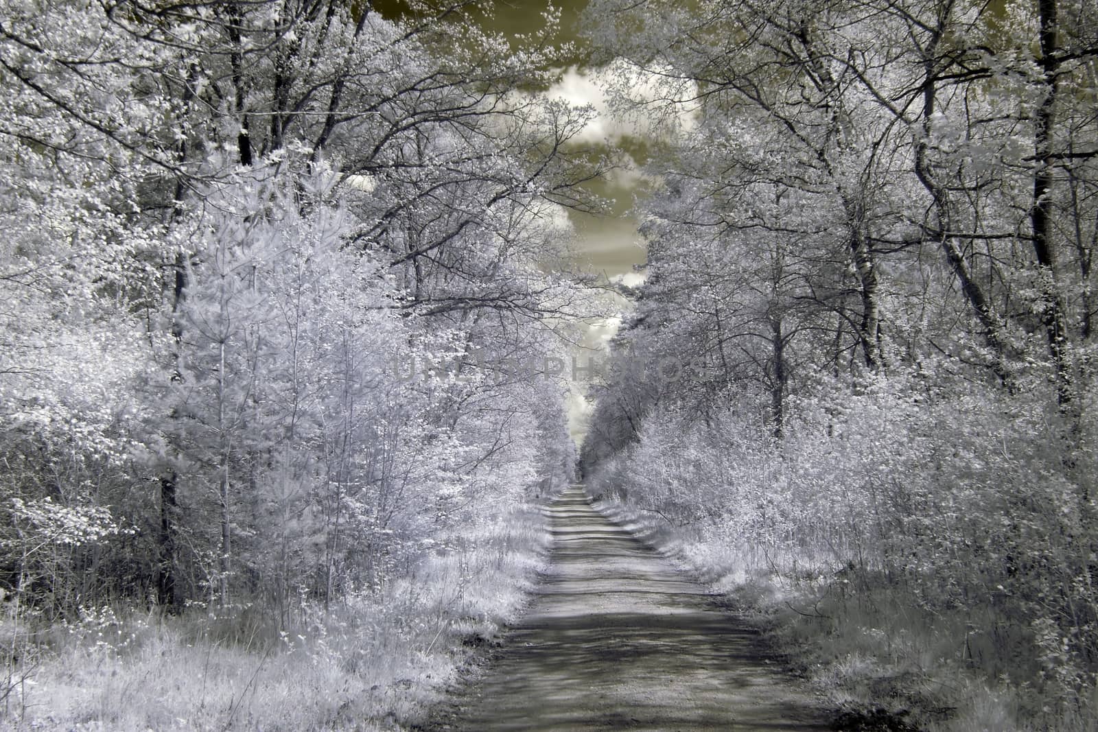 Infrared photography of a way