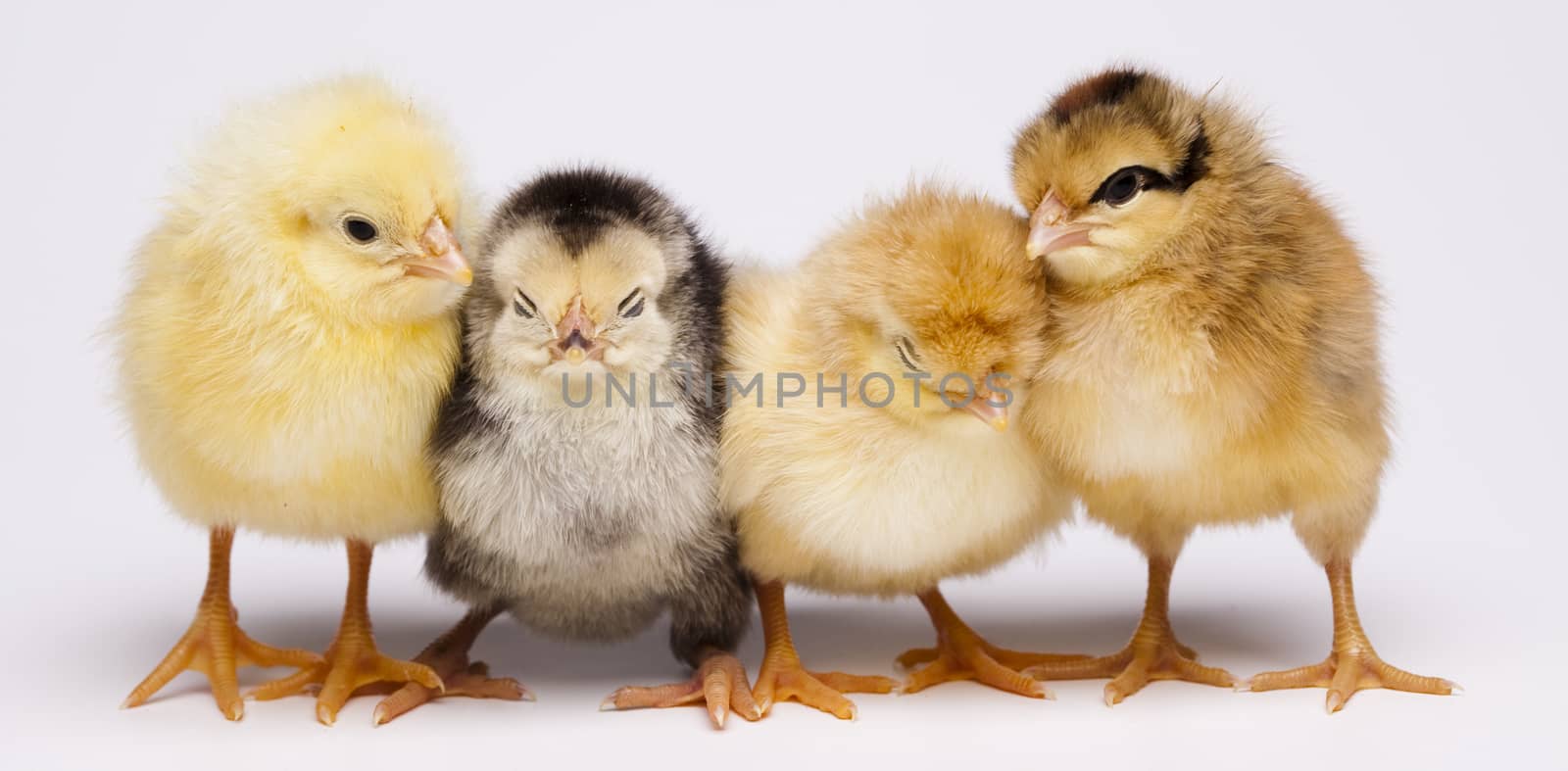 Easter young chick, springtime colorful bright theme by JanPietruszka