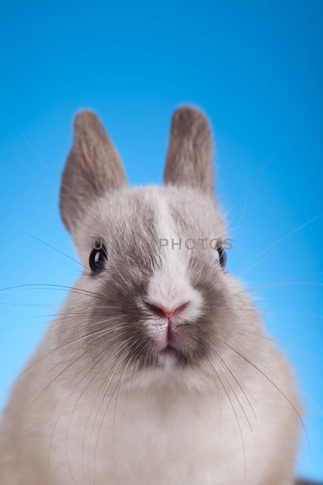 Curious Bunny, springtime colorful bright theme by JanPietruszka