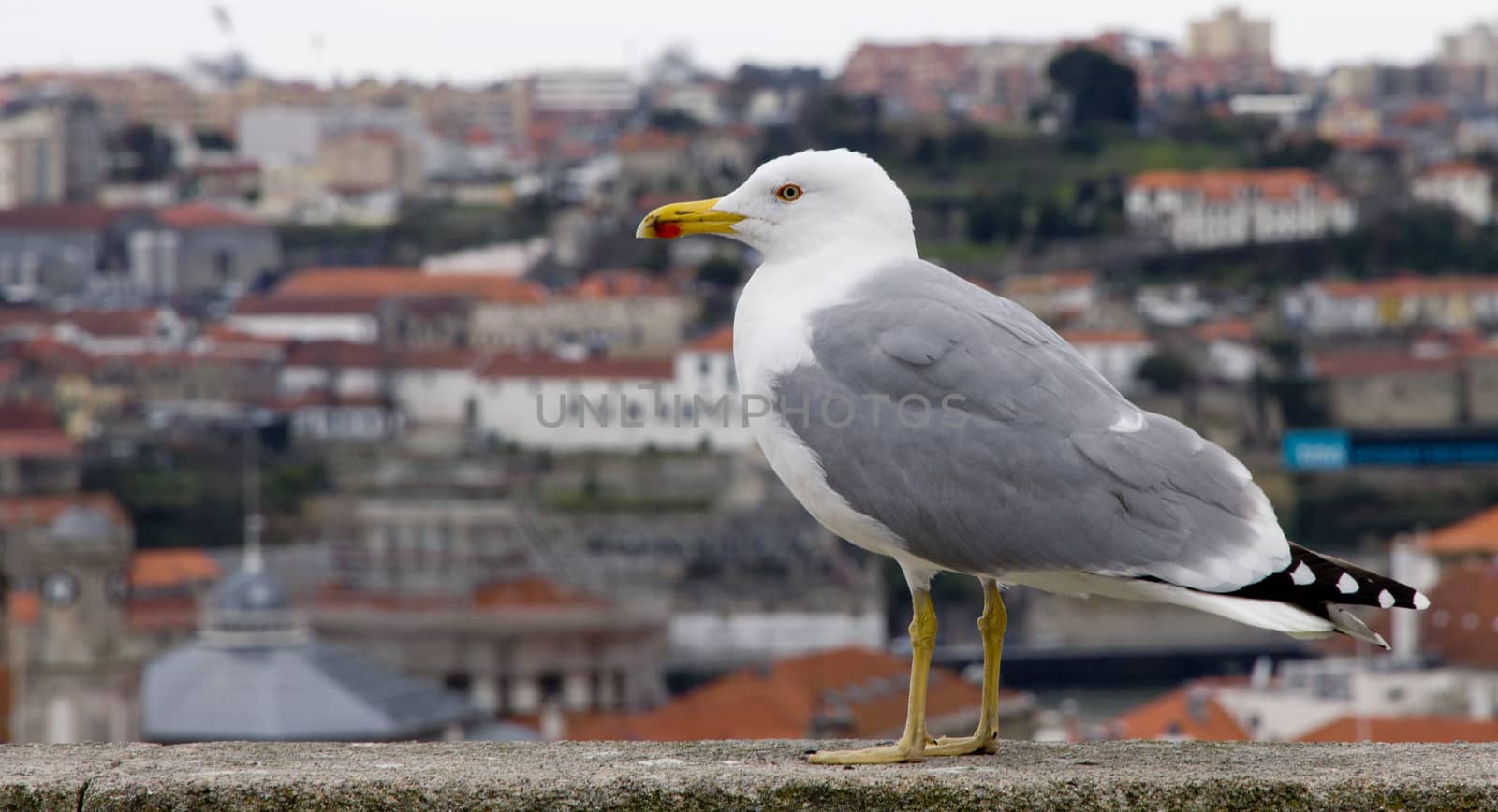 Portugal. Porto city. The seagull on the background of the aerial view over the Porto city 