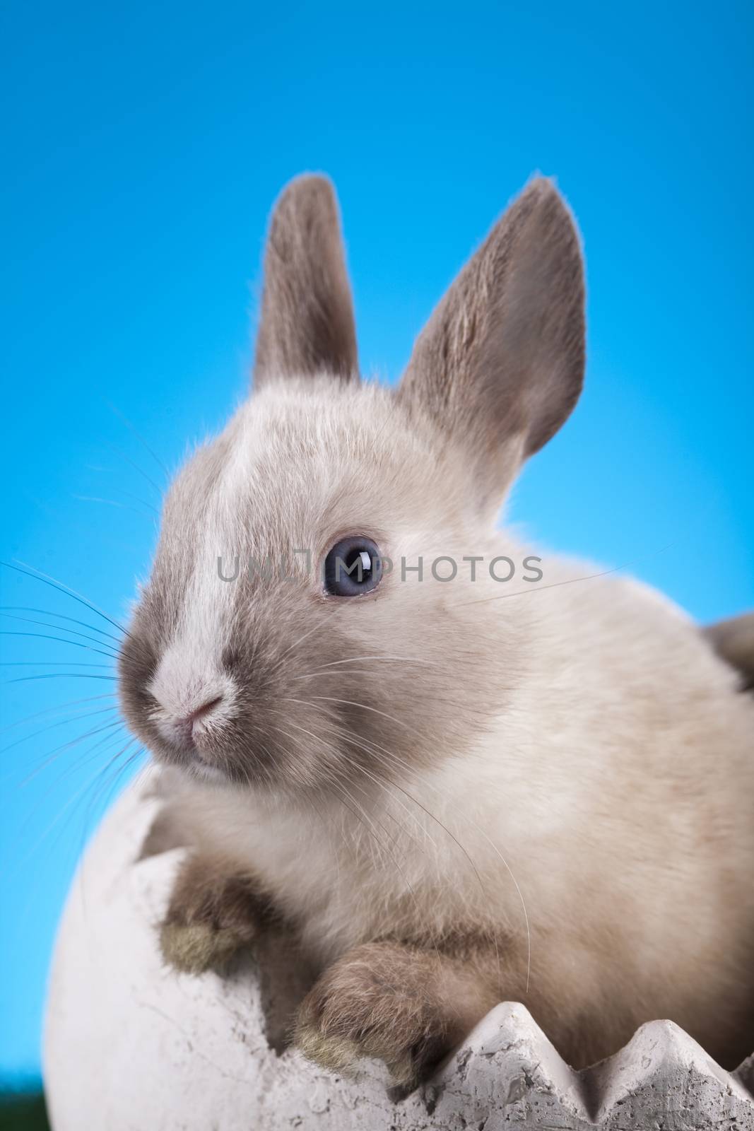 Easter, bunny white blue sky background by JanPietruszka