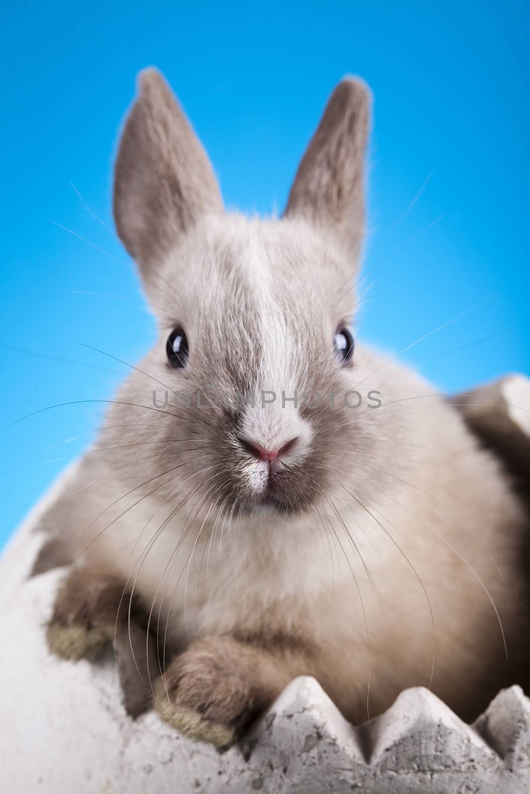 Easter, bunny white blue sky background by JanPietruszka