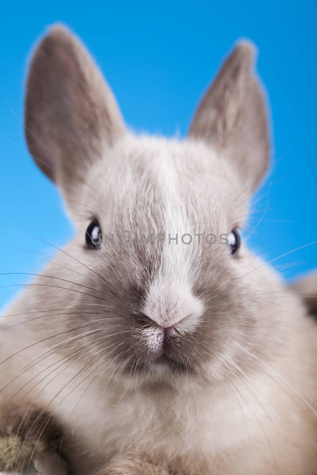 Easter, bunny white blue sky background by JanPietruszka