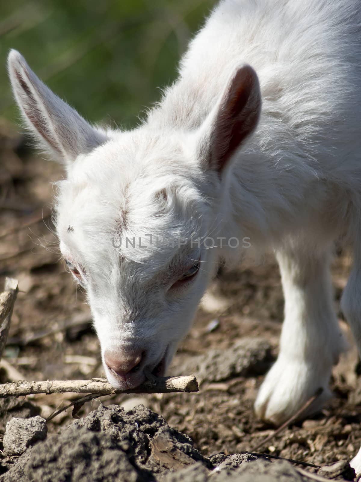 A young goat in the yard hopping.