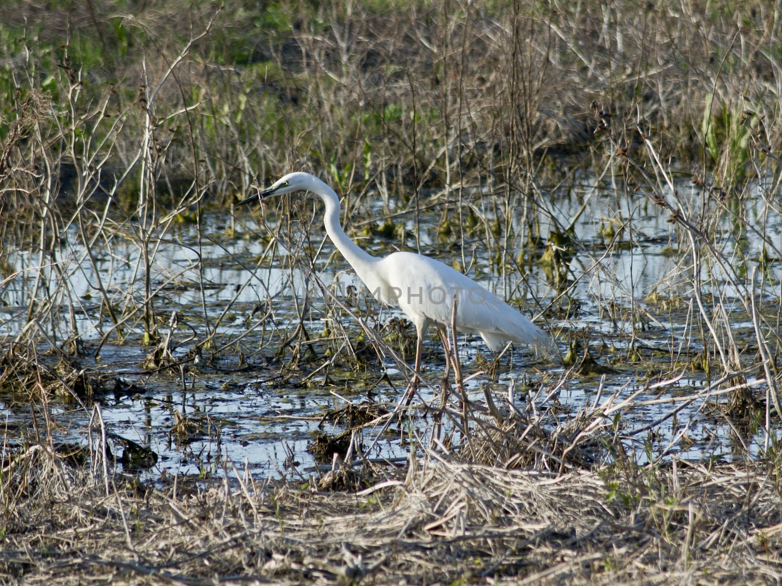 Great Egret (Egretta alba) hunting on the waterfront.
