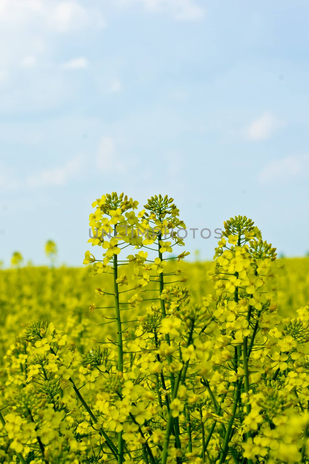 The rapeseed (Brassica napus) field yellow spring.