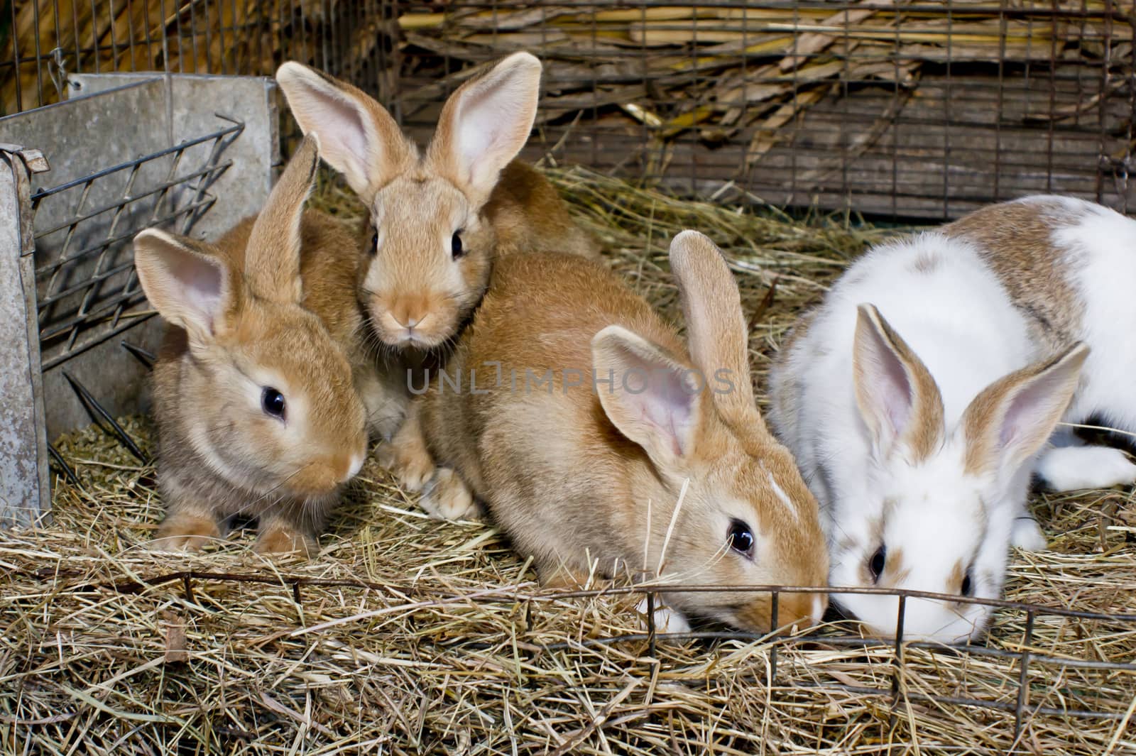 Interested tame domestic rabbits in a cage.