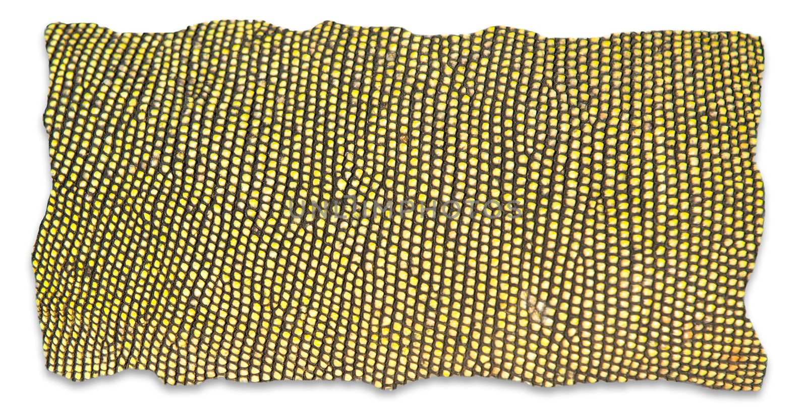 textured of iguana skin frame on white background