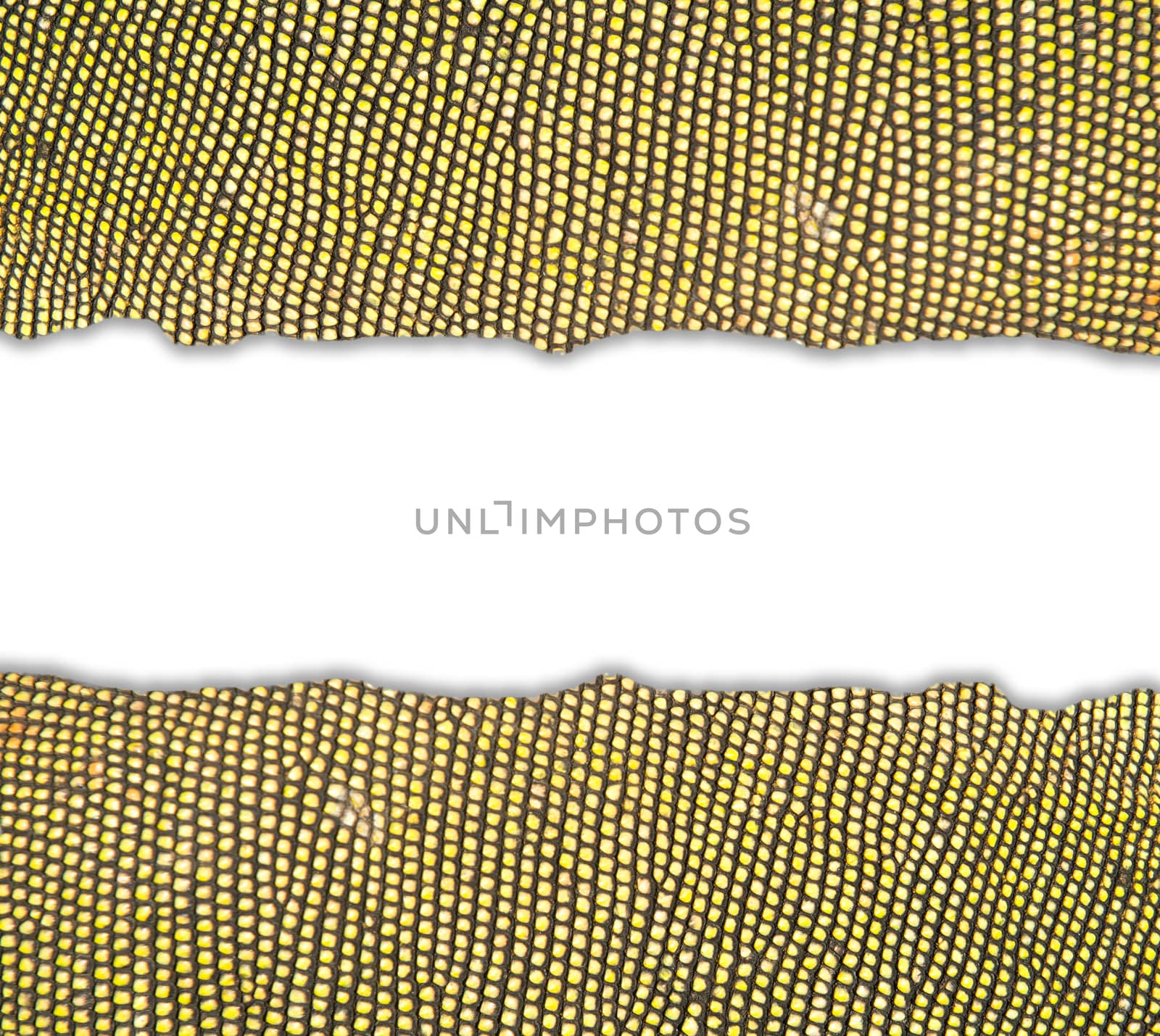 textured of iguana skin frame on white background