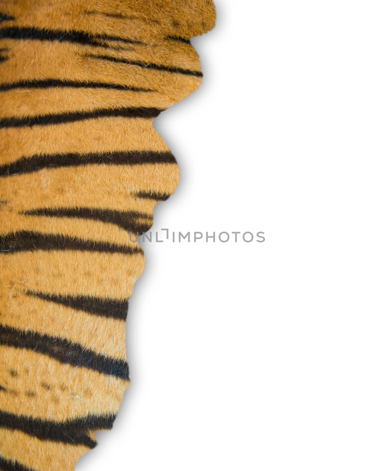 tiger fur on white background by anankkml