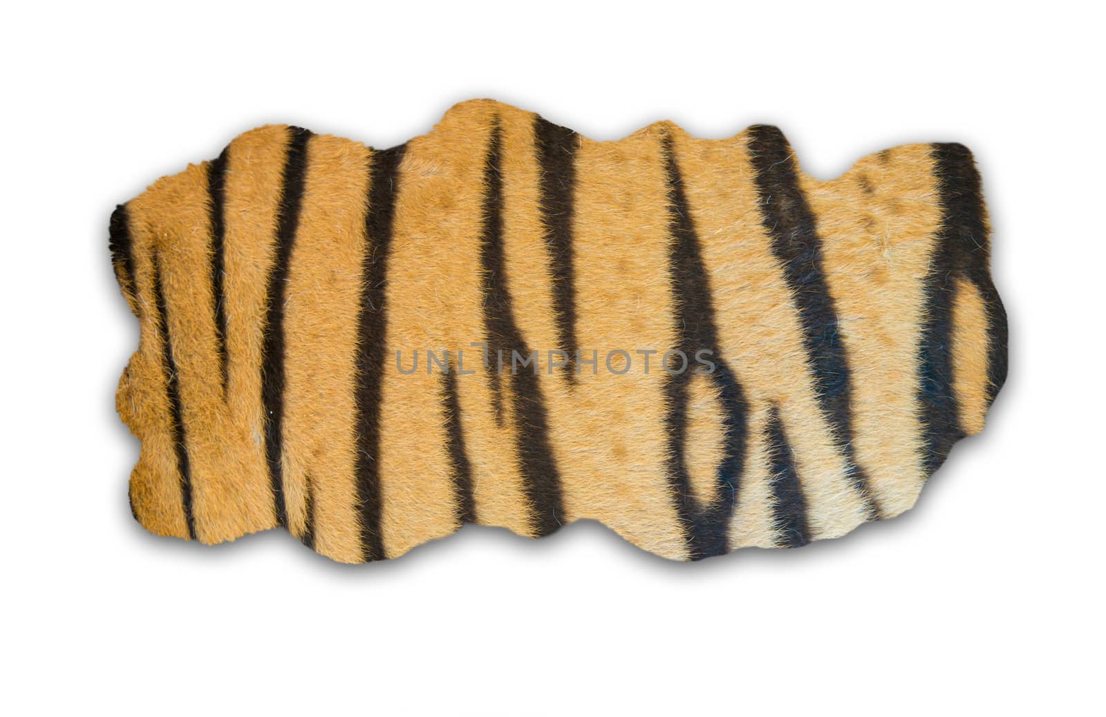 textured of real bengal tiger fur frame on white background