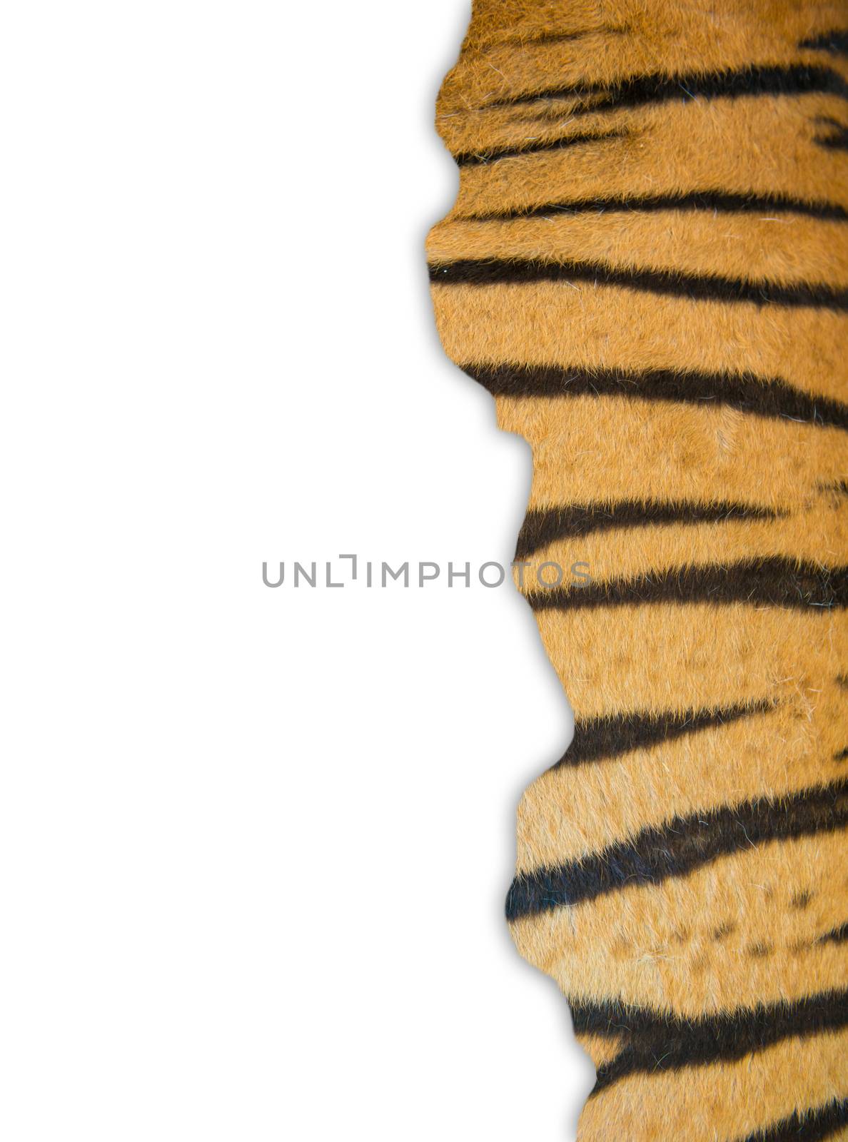 tiger fur on white background by anankkml