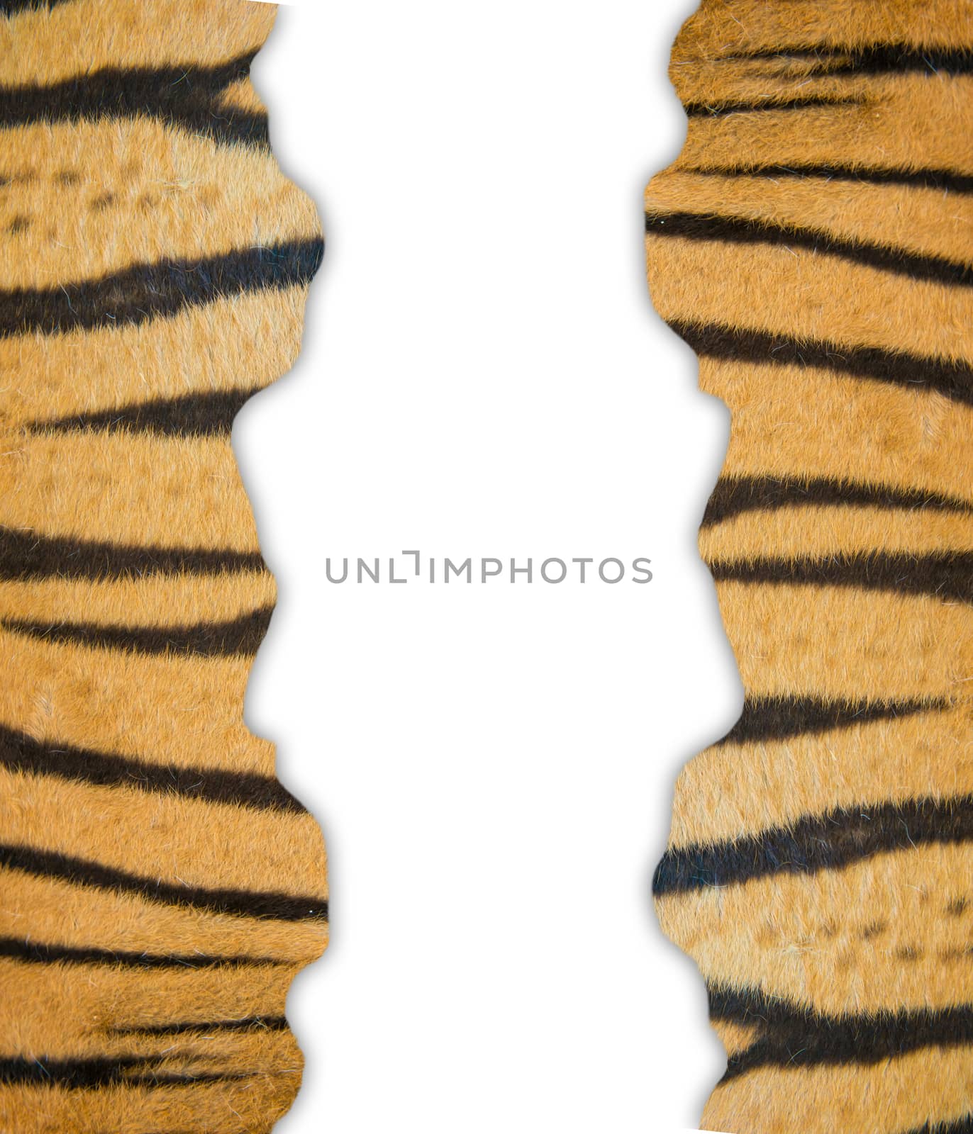 tiger fur on white background by anankkml