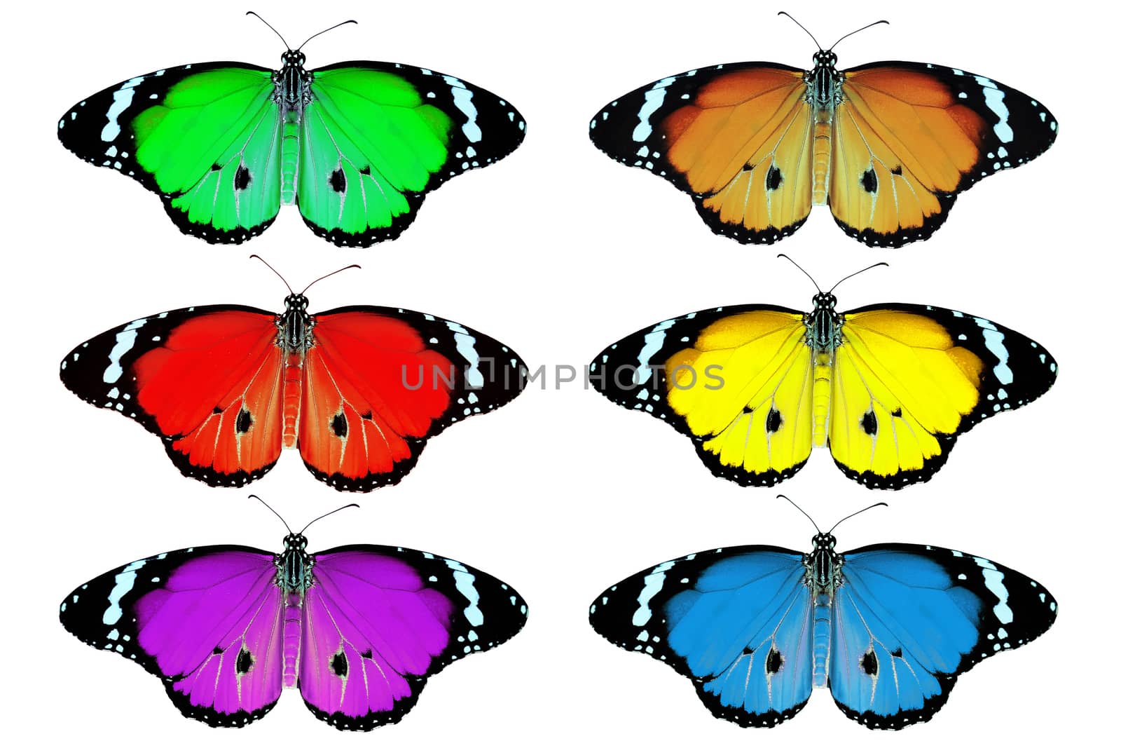 exotic color butterfly isolated on white background
