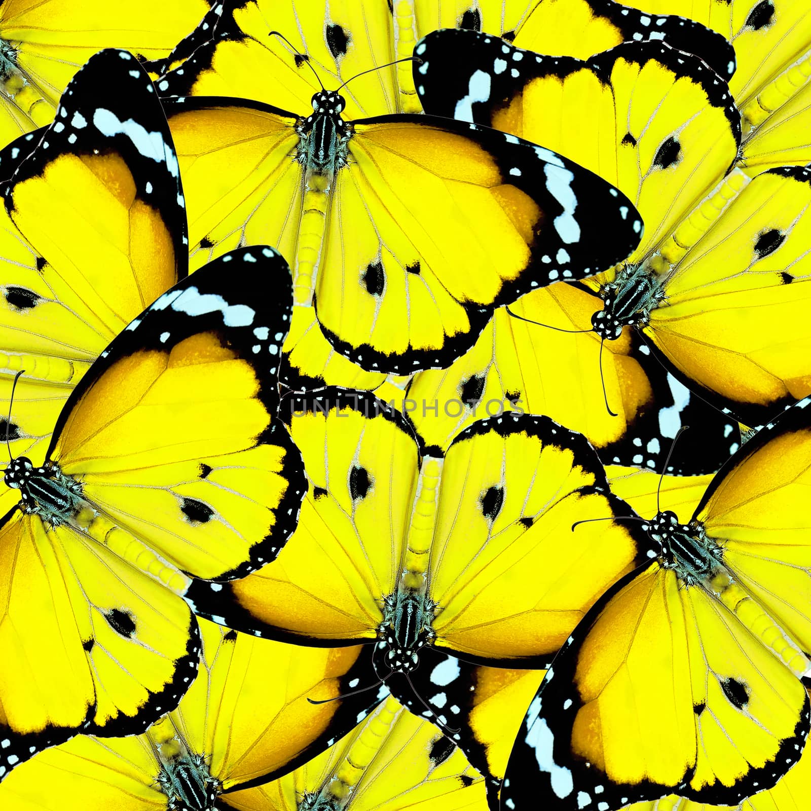 exotic yellow color butterfly as background or texture
