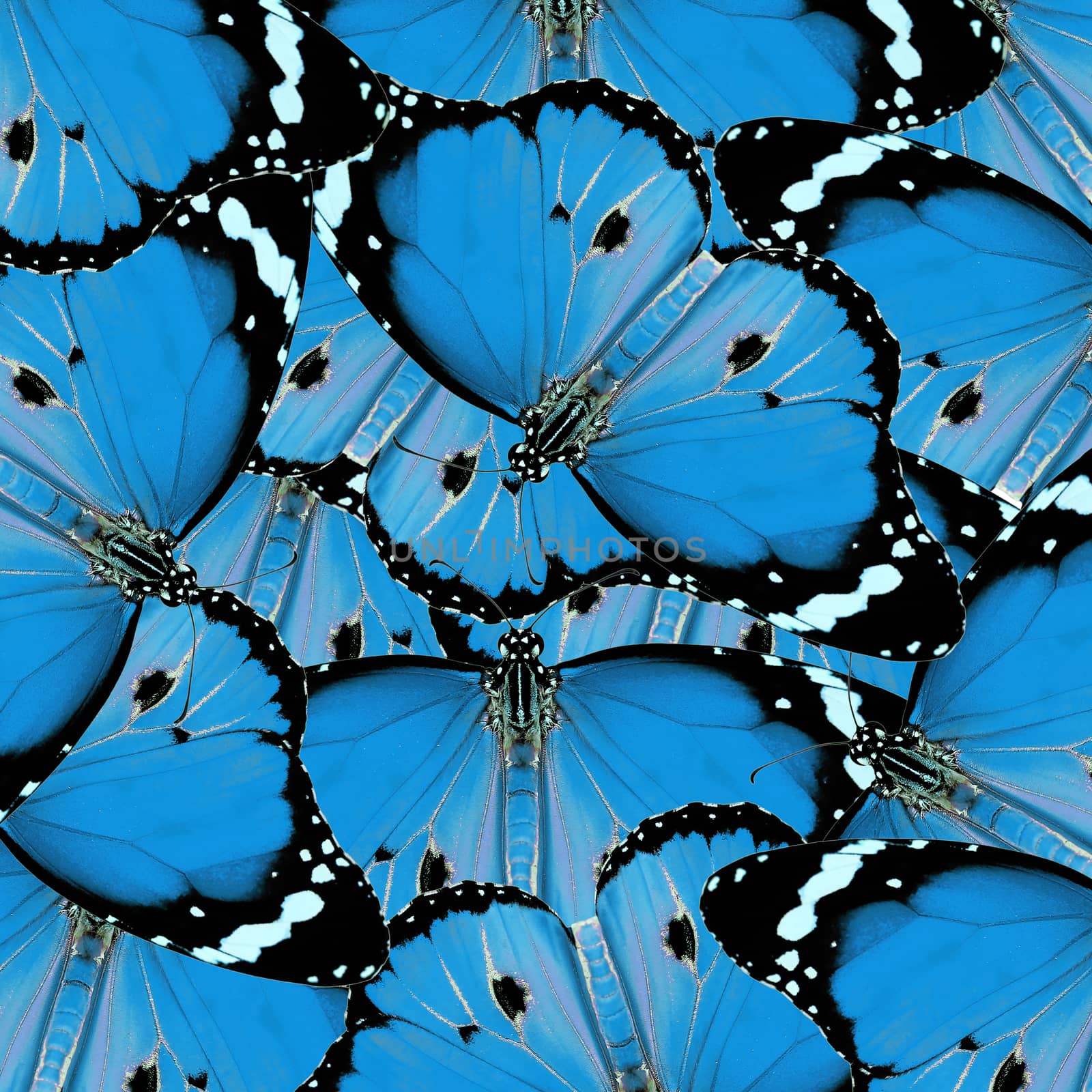 exotic blue color butterfly as background or texture