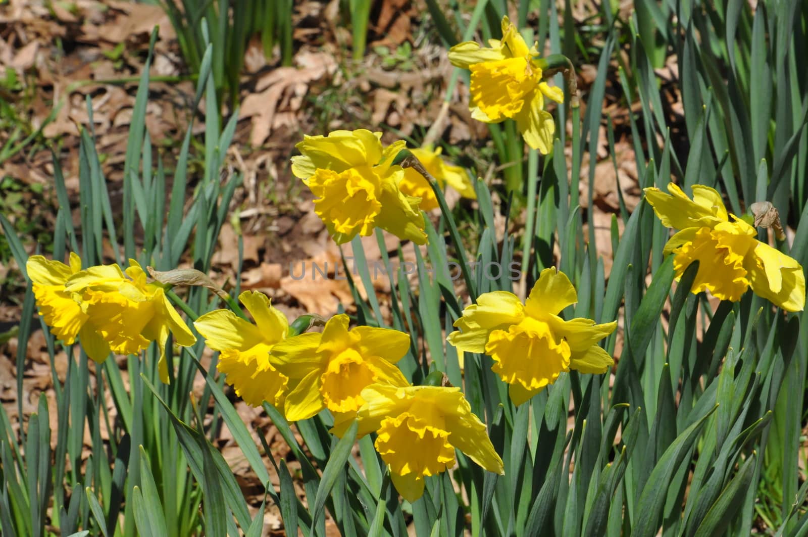 Daffodils at Hubbard Park in Meriden, Connecticut