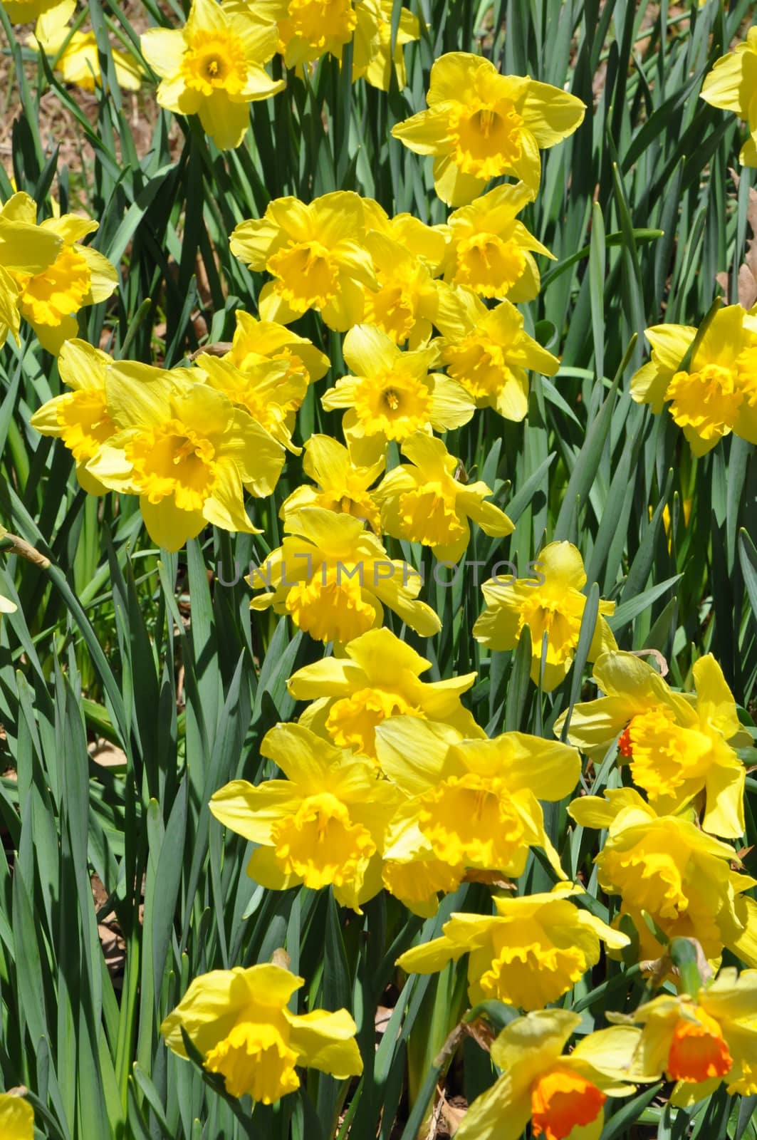 Daffodils by sainaniritu