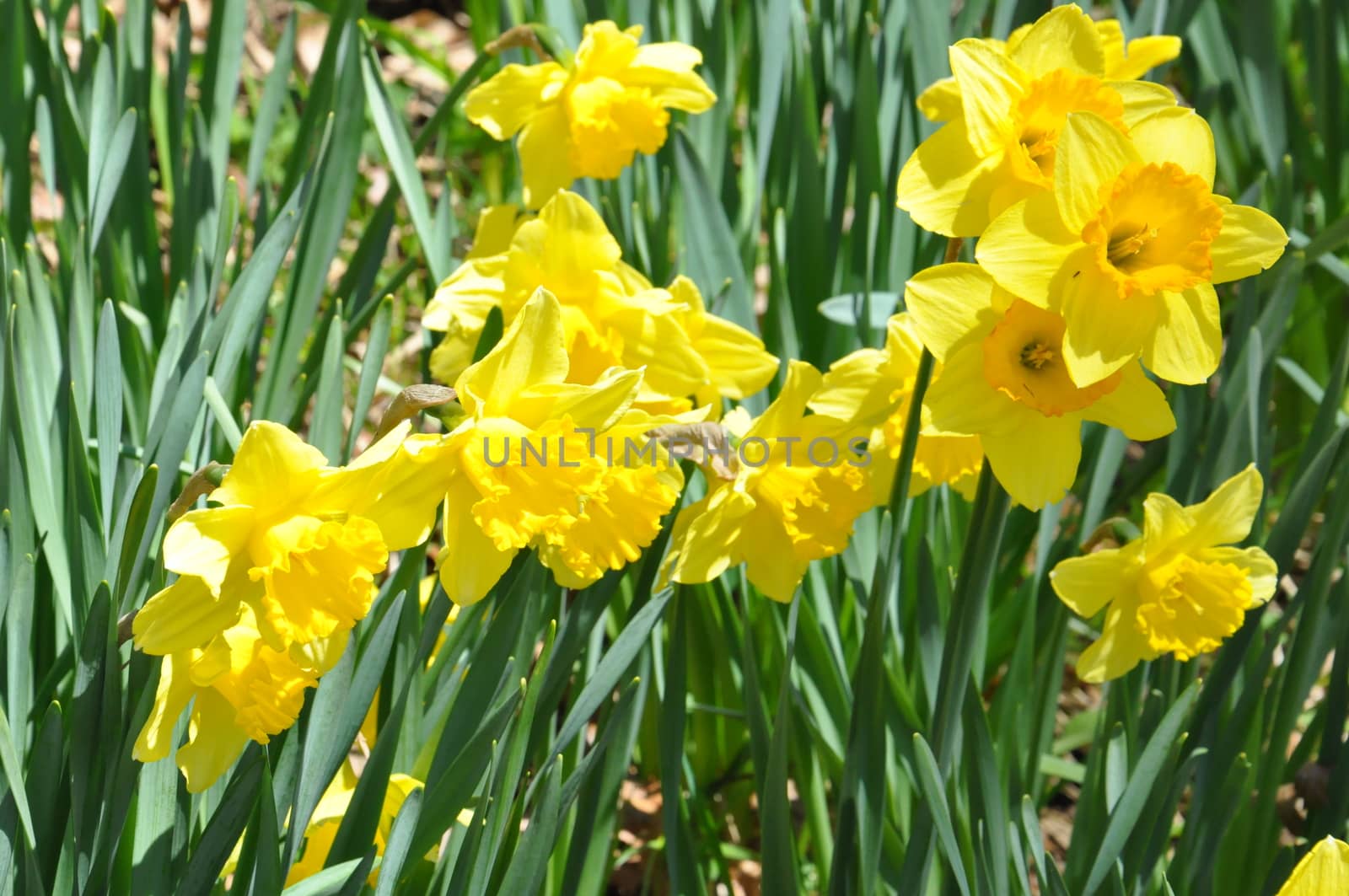 Daffodils at Hubbard Park in Meriden, Connecticut