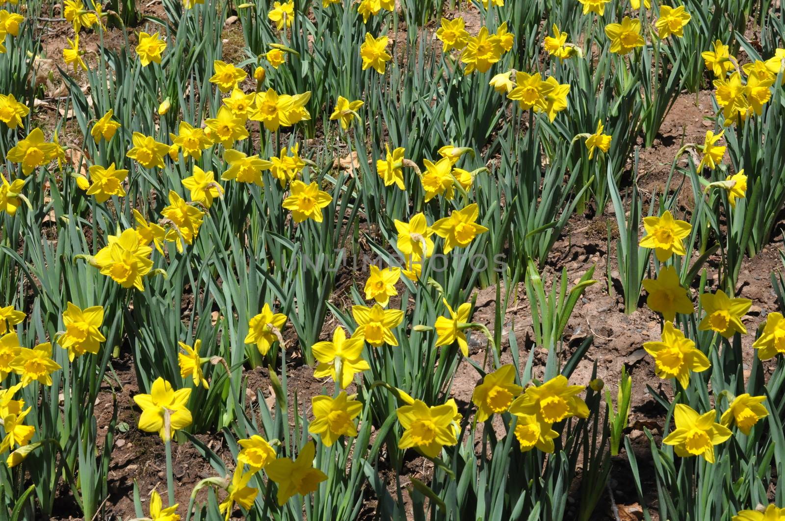 Daffodils at Hubbard Park in Meriden, Connecticut