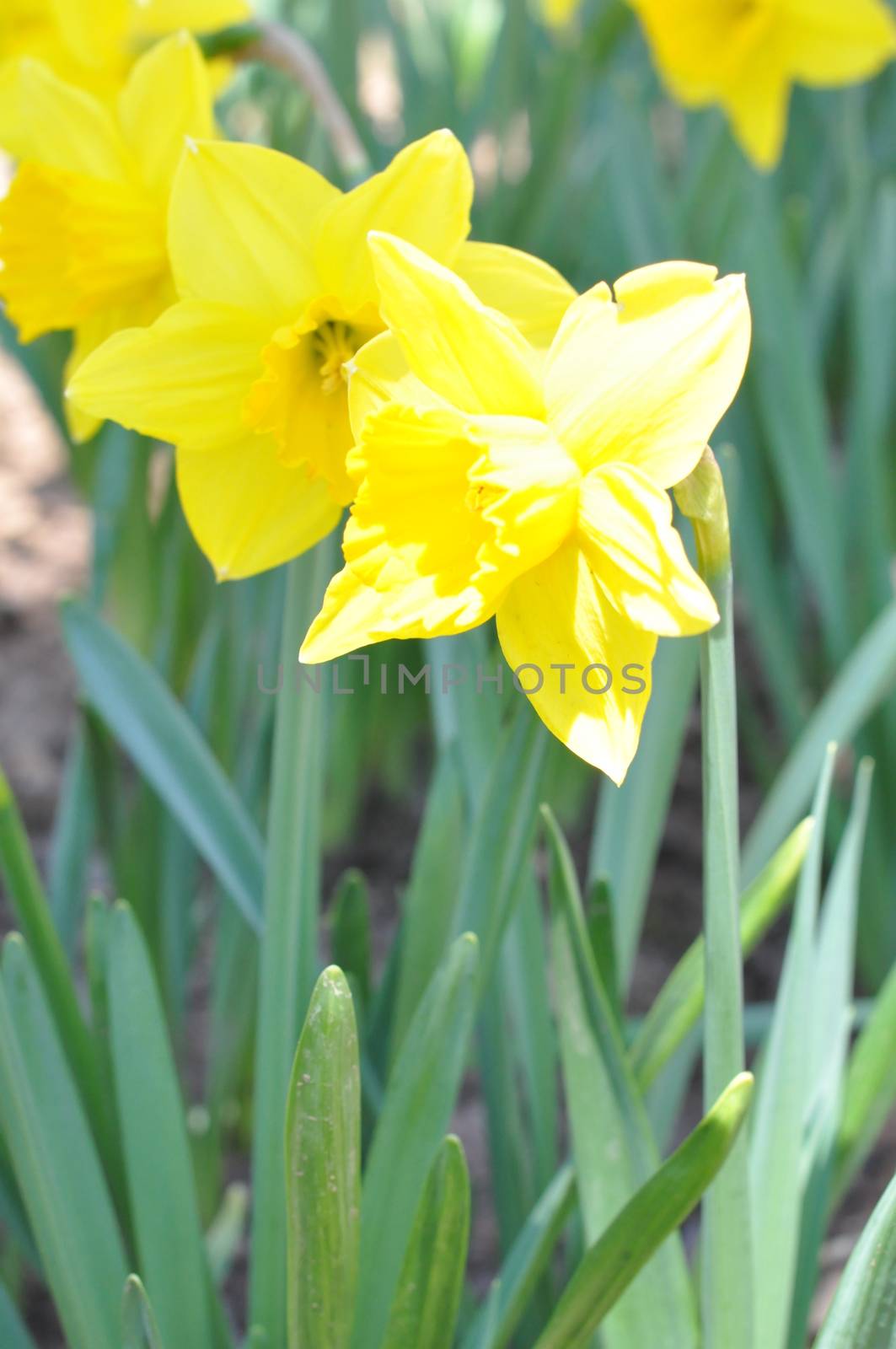 Daffodils by sainaniritu