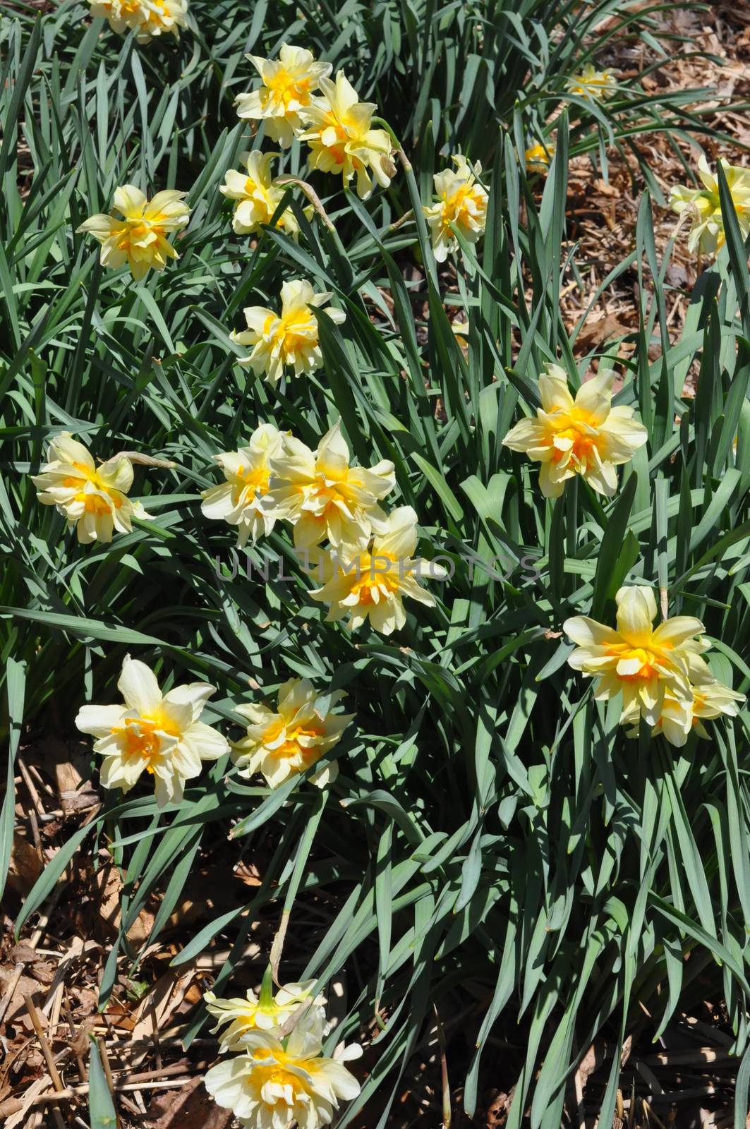 Daffodils at Hubbard Park in Meriden, Connecticut