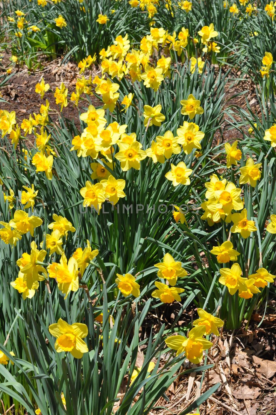 Daffodils at Hubbard Park in Meriden, Connecticut